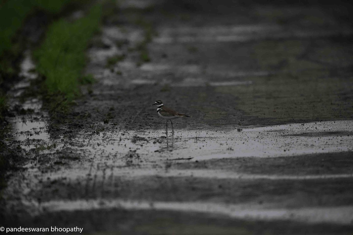 Killdeer - Pandeeswaran  Bhoopathy