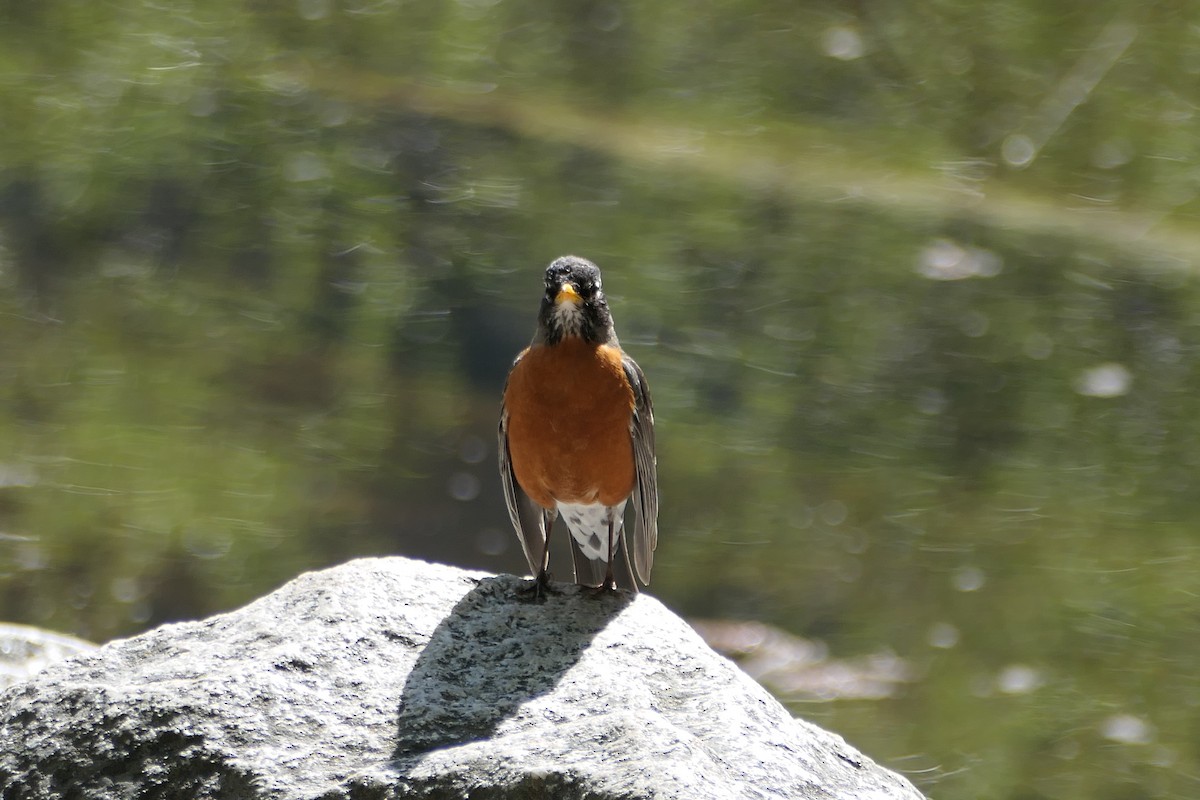 American Robin - ML619266764