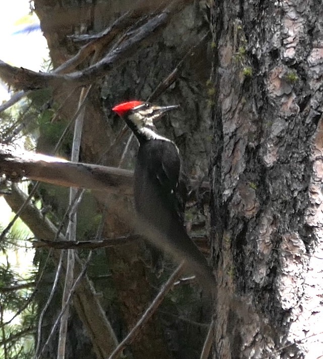 Pileated Woodpecker - ML619266784