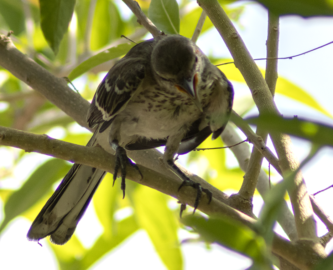 Northern Mockingbird - Alejandro Sautié Viera