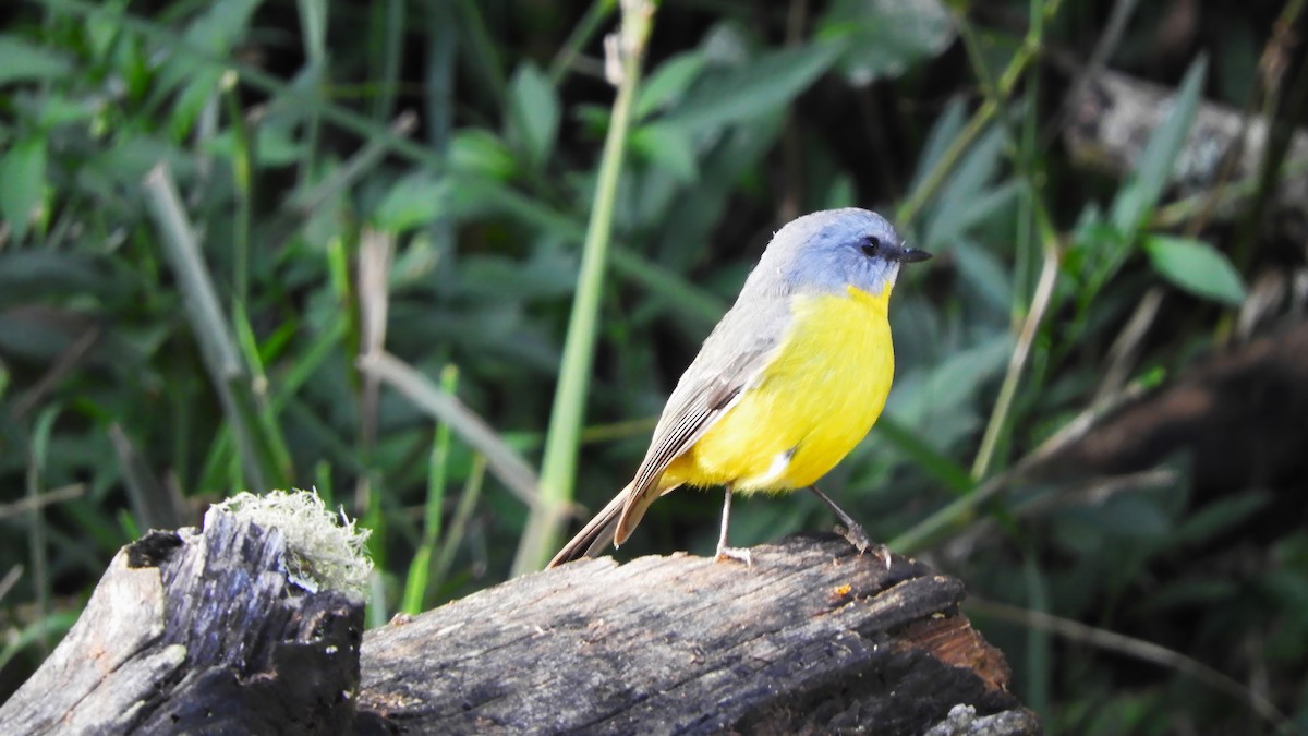 Eastern Yellow Robin - Bob Crudgington