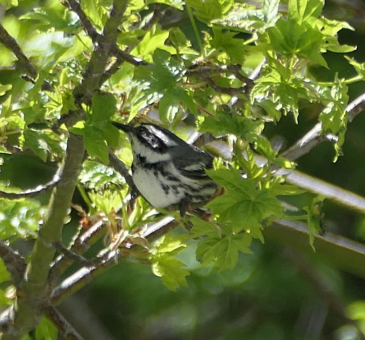 Black-throated Gray Warbler - ML619266810