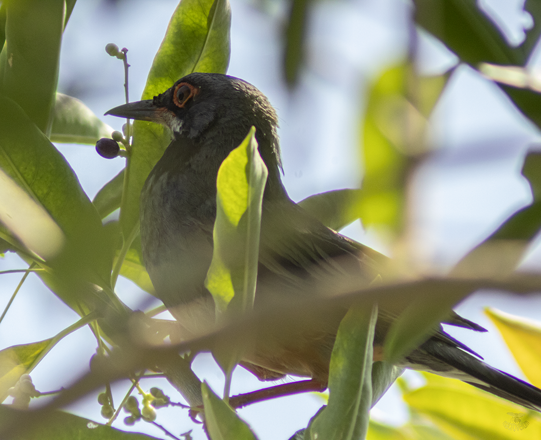 Red-legged Thrush - Alejandro Sautié Viera