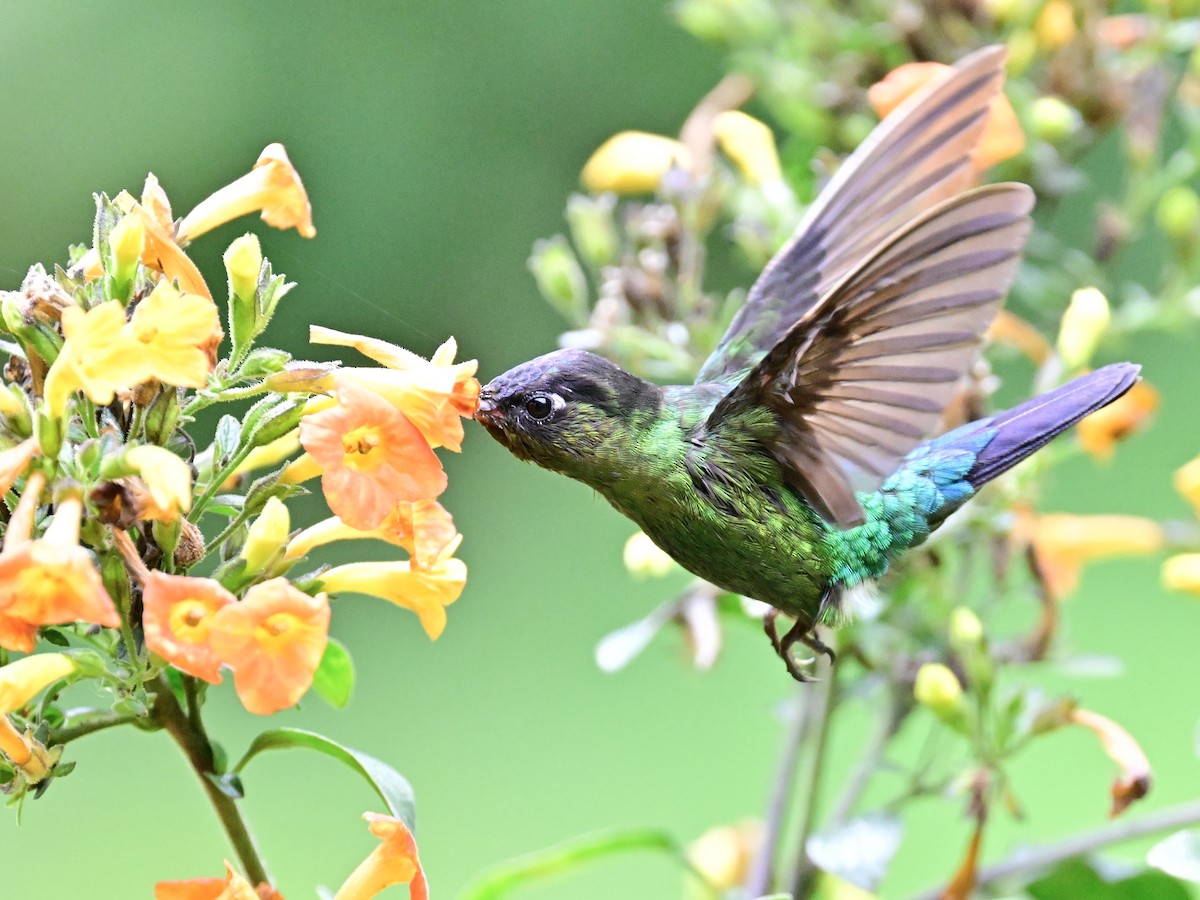 Fiery-throated Hummingbird - Vivian Fung