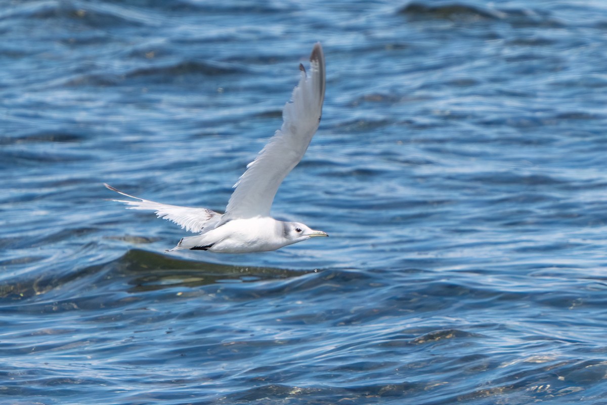 Black-legged Kittiwake - ML619266846