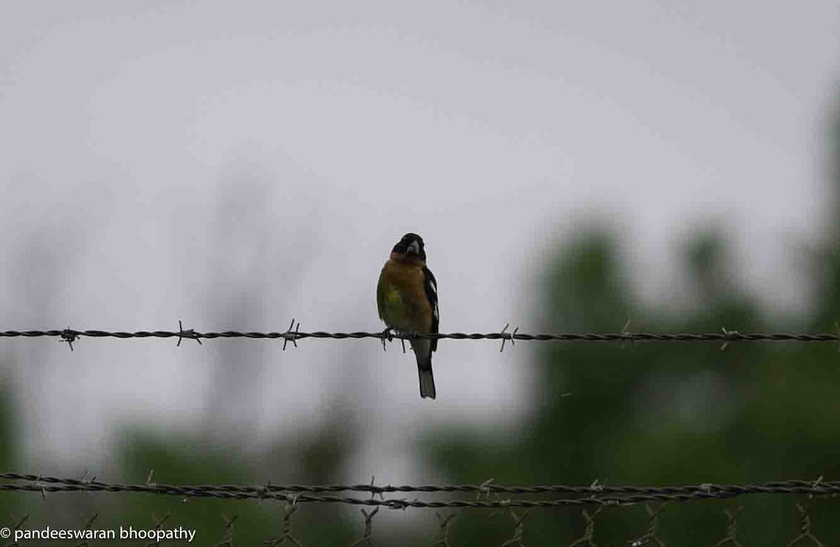 Black-headed Grosbeak - ML619266851