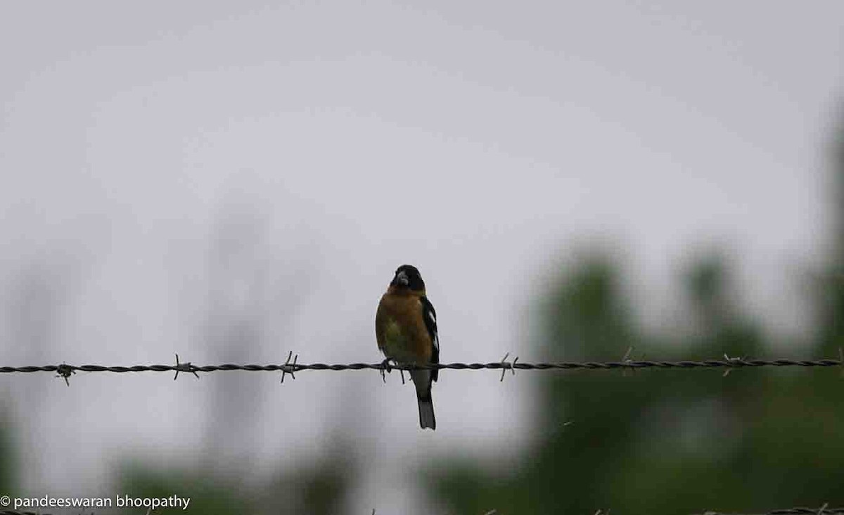 Black-headed Grosbeak - Pandeeswaran  Bhoopathy