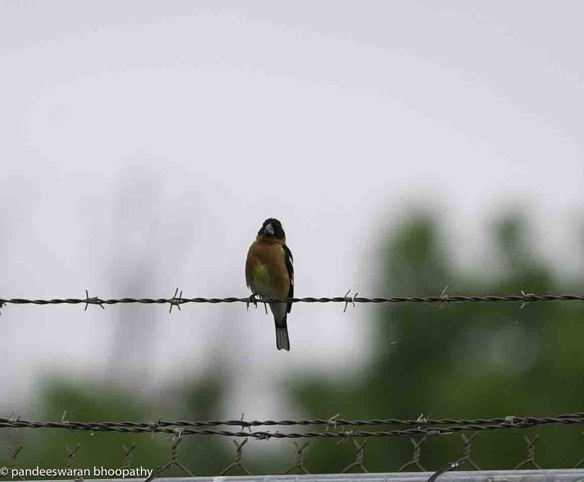 Black-headed Grosbeak - Pandeeswaran  Bhoopathy