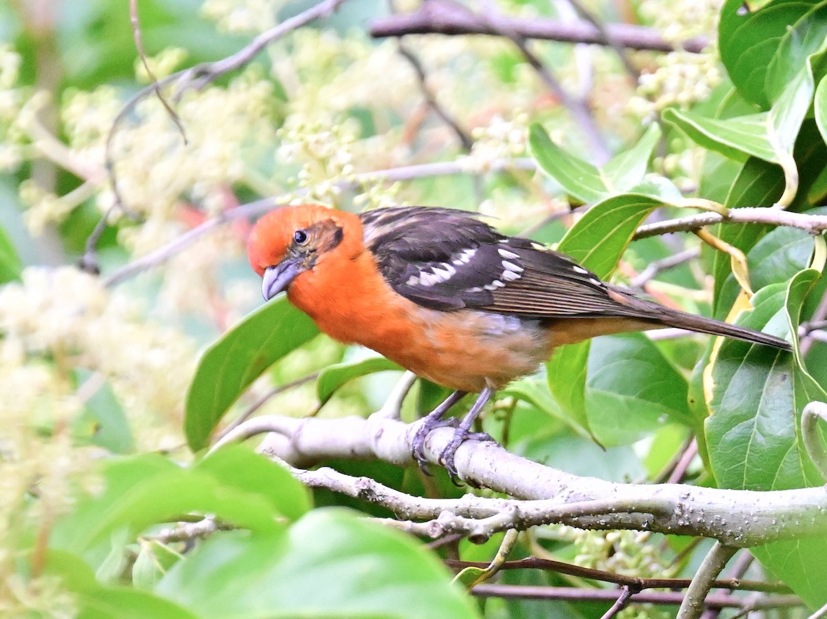 Flame-colored Tanager - Vivian Fung