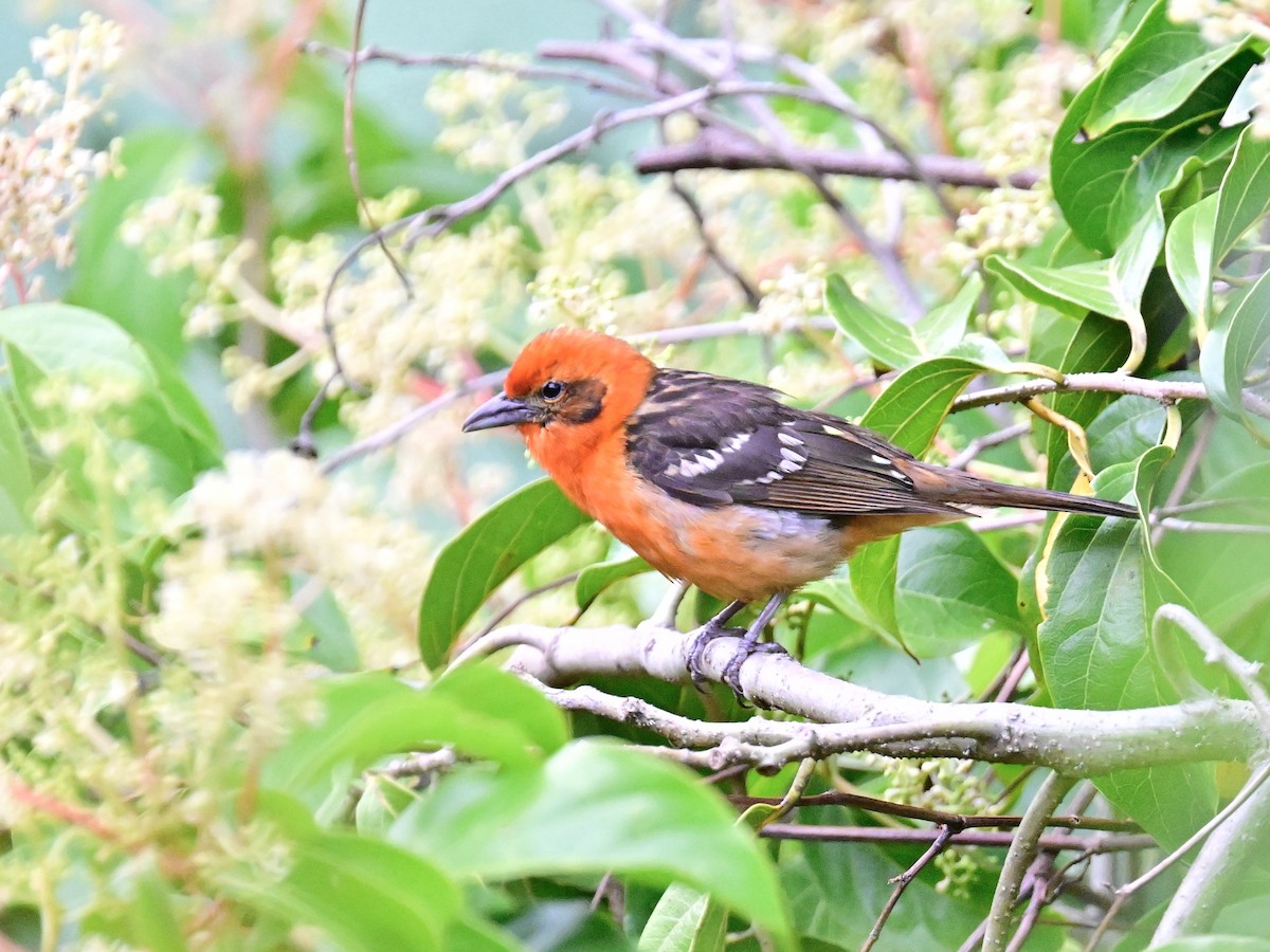 Flame-colored Tanager - Vivian Fung