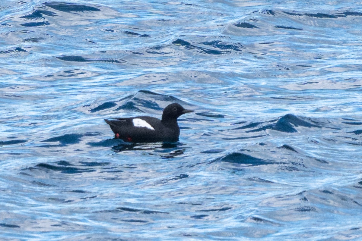 Pigeon Guillemot - ML619266875