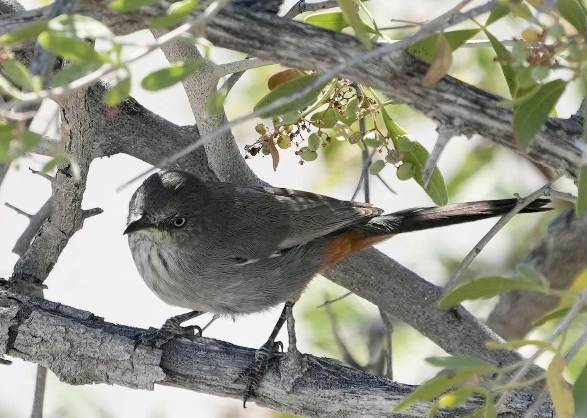 Chestnut-vented Warbler - Anthony Schlencker