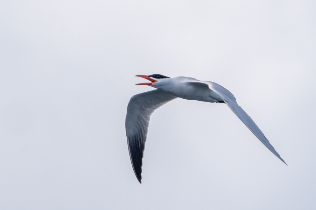 Caspian Tern - Peter Lypkie