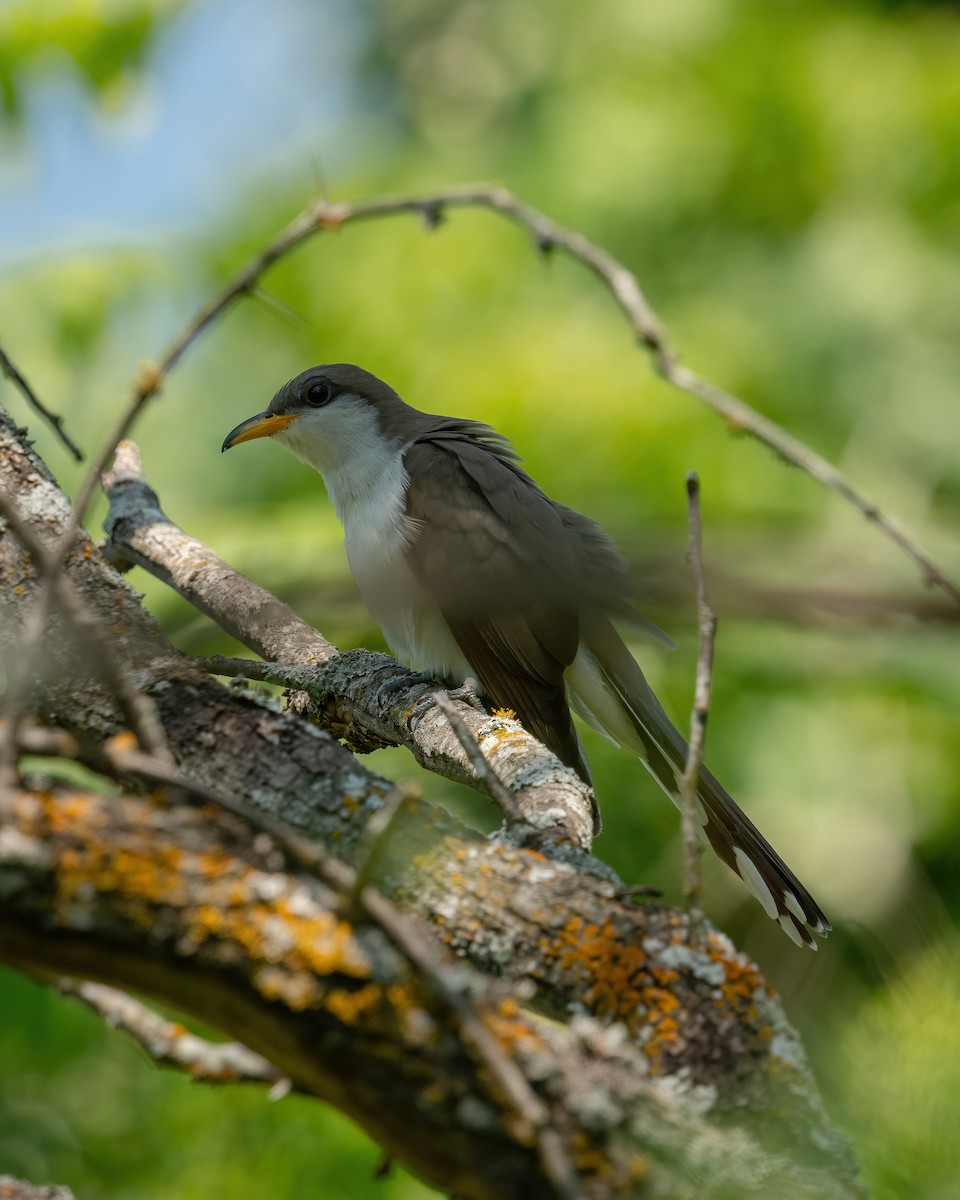 Yellow-billed Cuckoo - Matthew Bellew