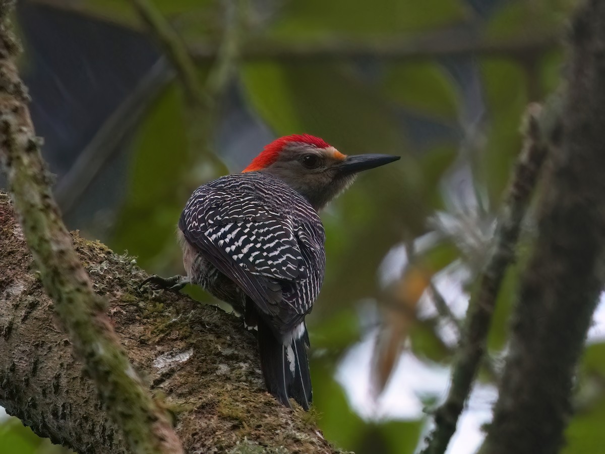 Golden-fronted Woodpecker - Pete Sole