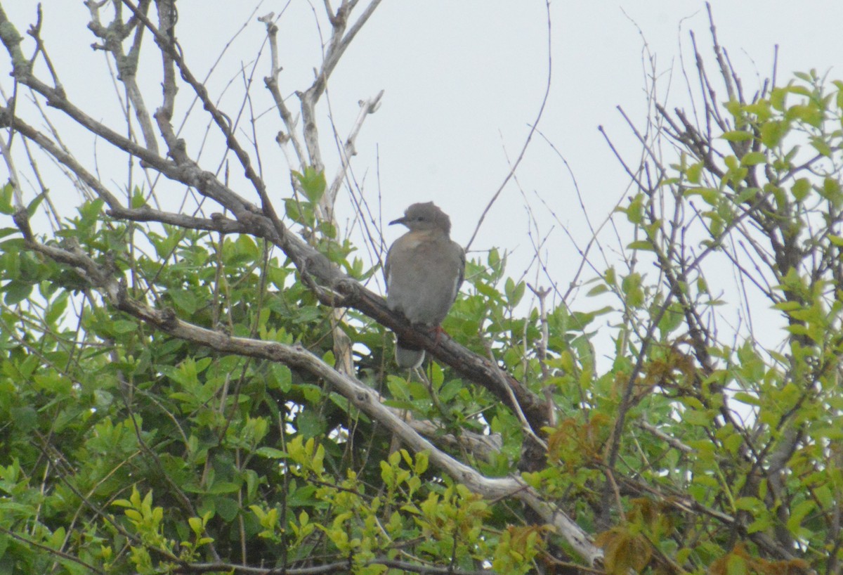 White-winged Dove - John Mitchell