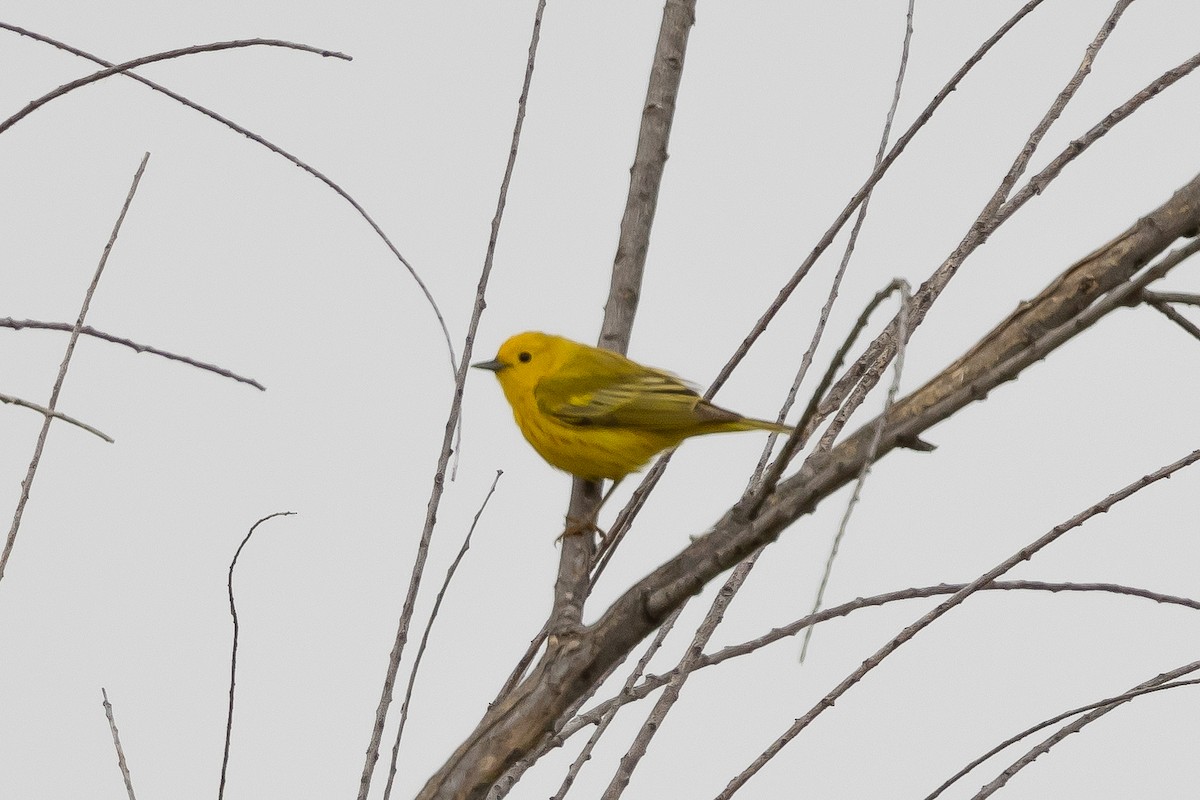 Yellow Warbler - B. Duffin