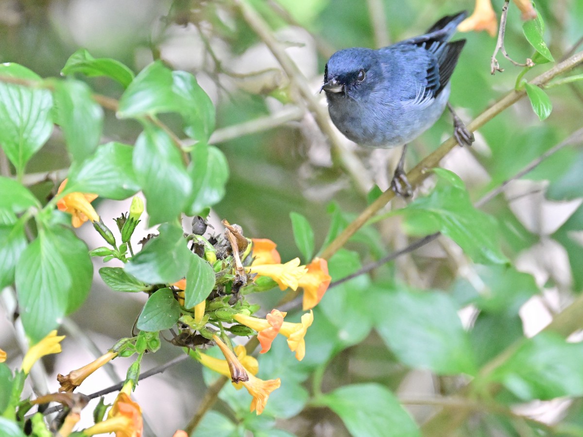 Slaty Flowerpiercer - Vivian Fung