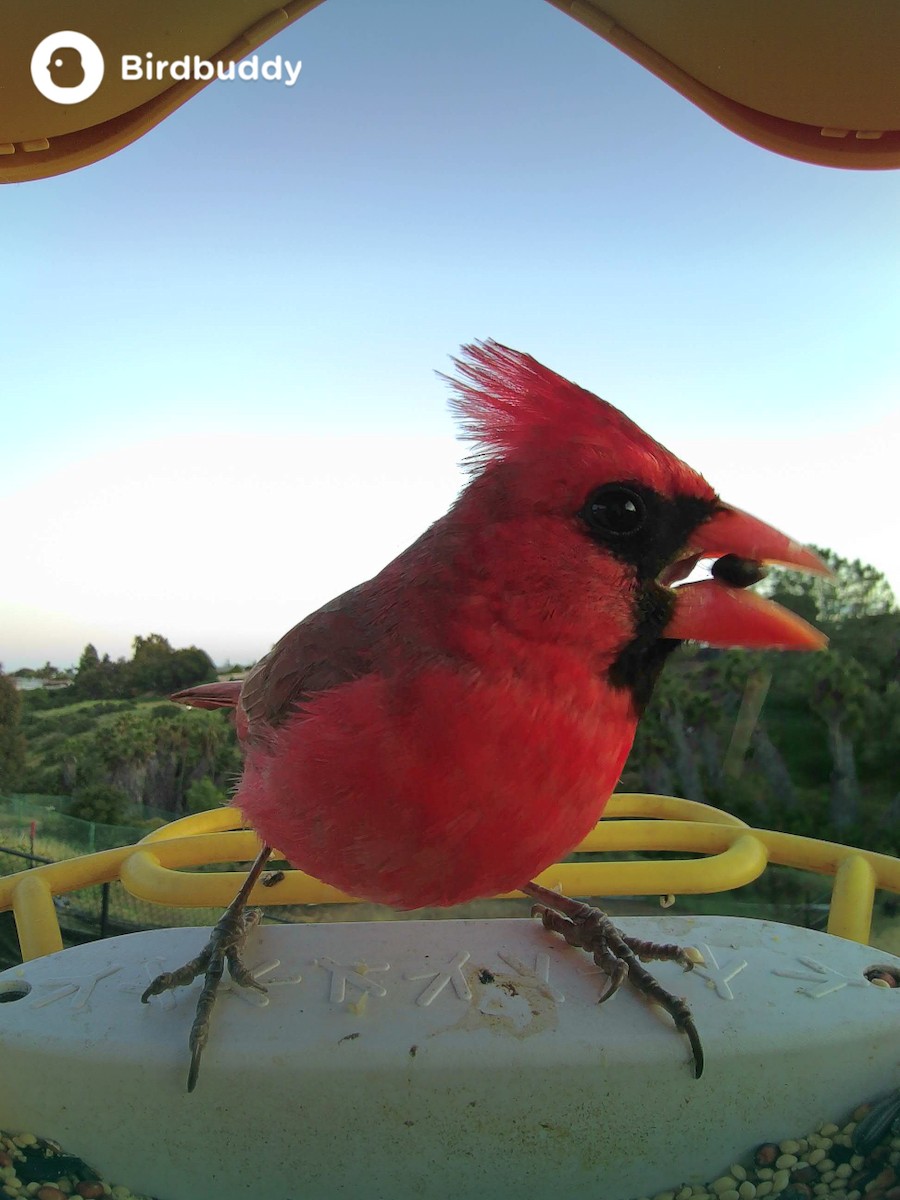 Cardinal rouge - ML619266940