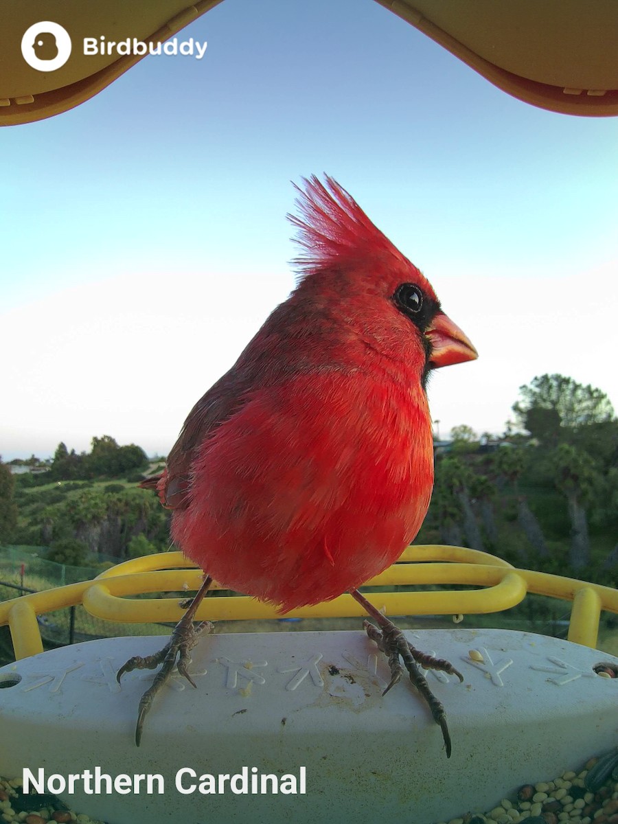 Cardinal rouge - ML619266942