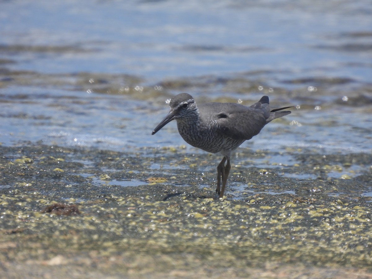 Gray-tailed/Wandering Tattler - ML619266943