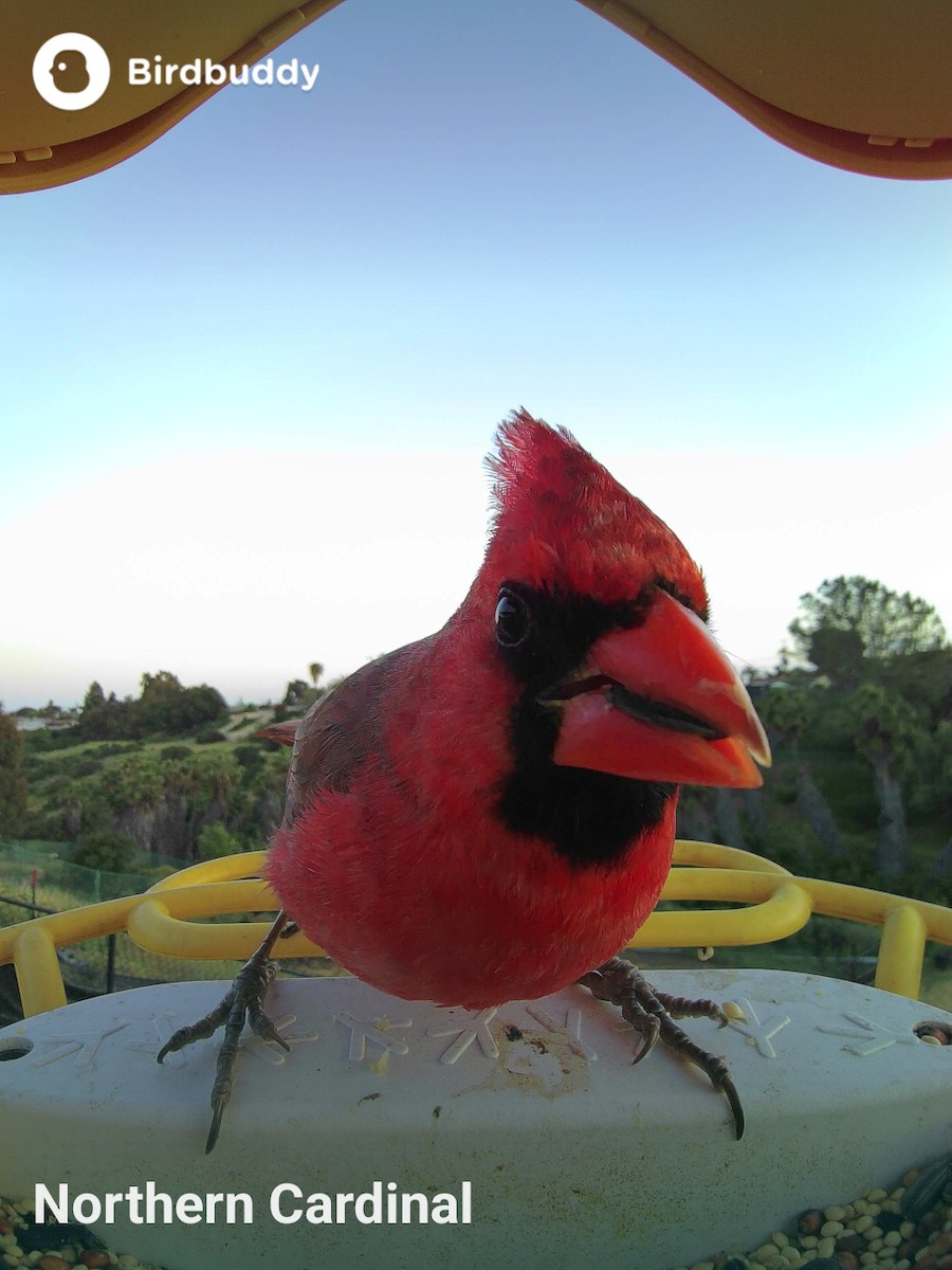 Cardinal rouge - ML619266947