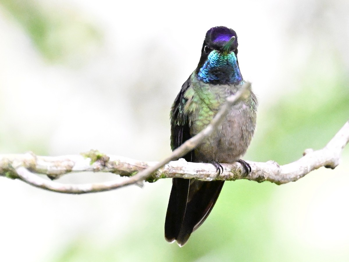 Talamanca Hummingbird - Vivian Fung
