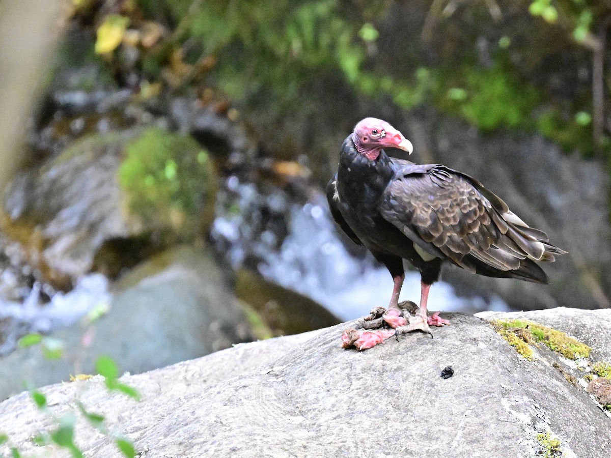 Turkey Vulture - Vivian Fung