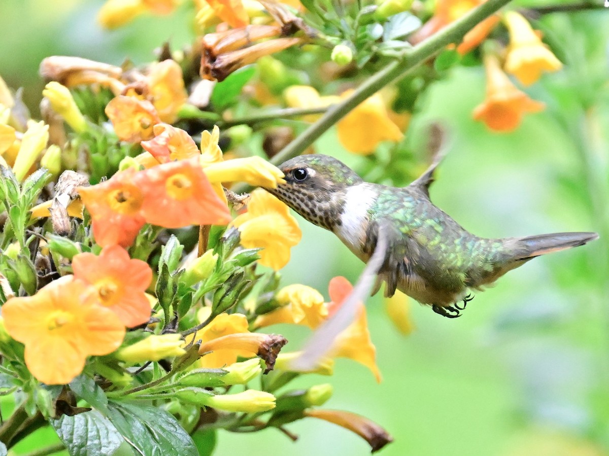 Volcano Hummingbird - Vivian Fung