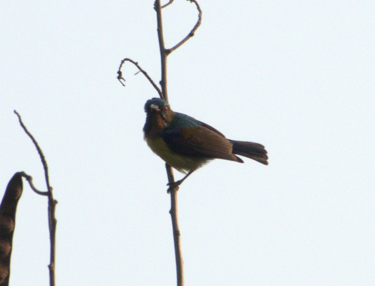 Brown-throated Sunbird - Joe Heinlein