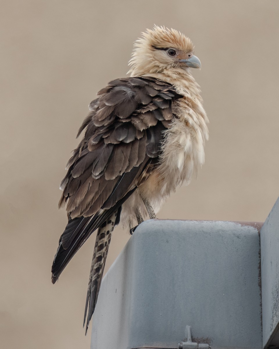 Yellow-headed Caracara - Jhoneil Centeno