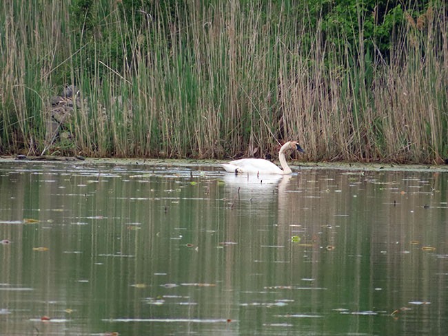 Trumpeter Swan - Nancy Anderson