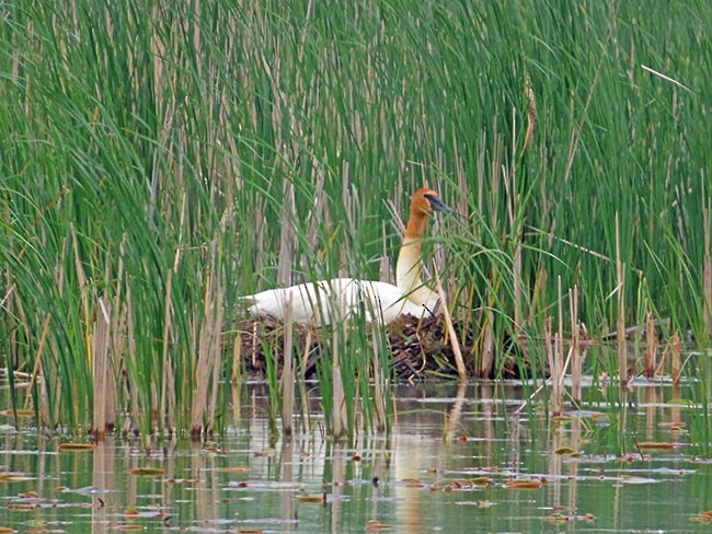 Trumpeter Swan - Nancy Anderson