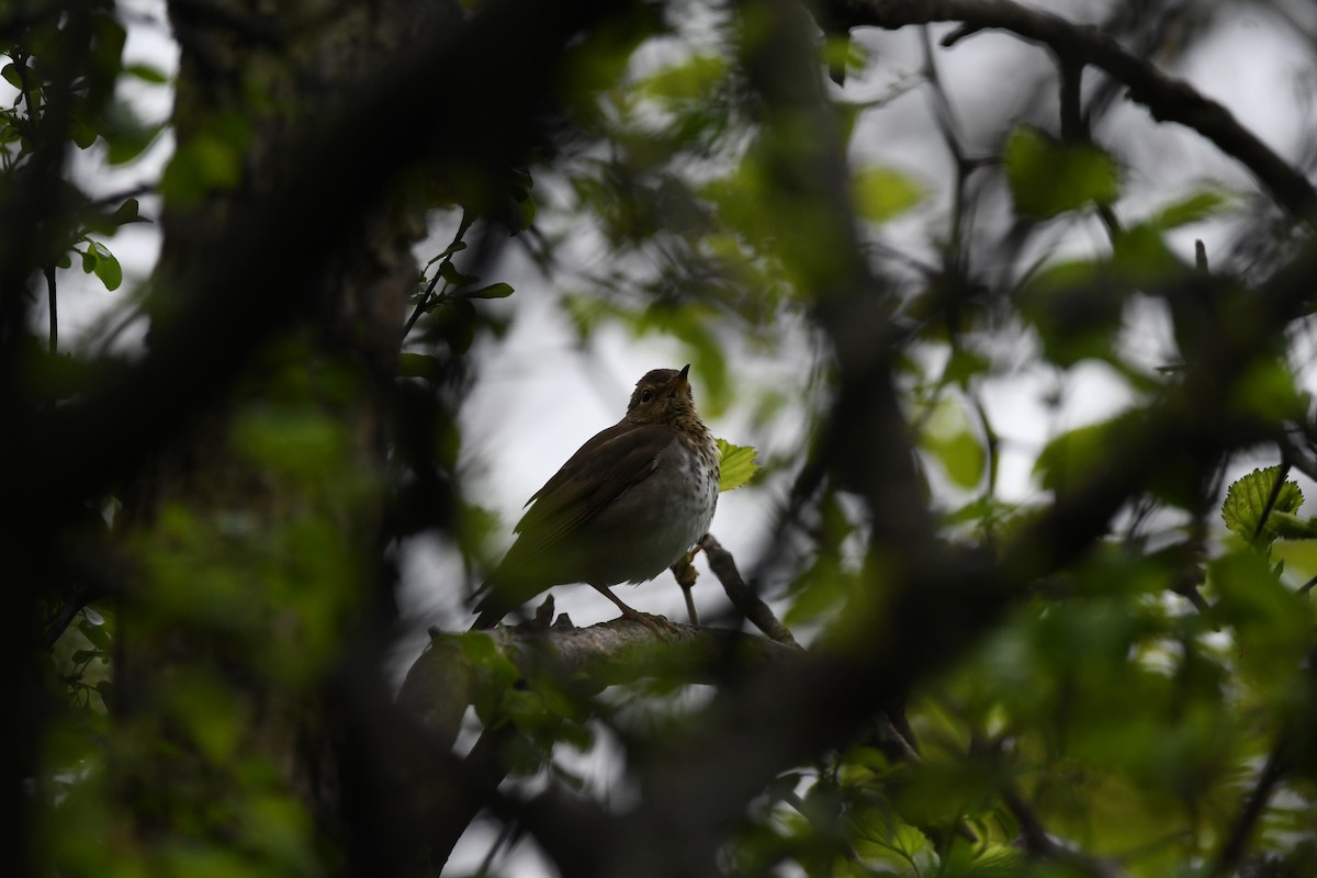 Swainson's Thrush - jean pierre machet