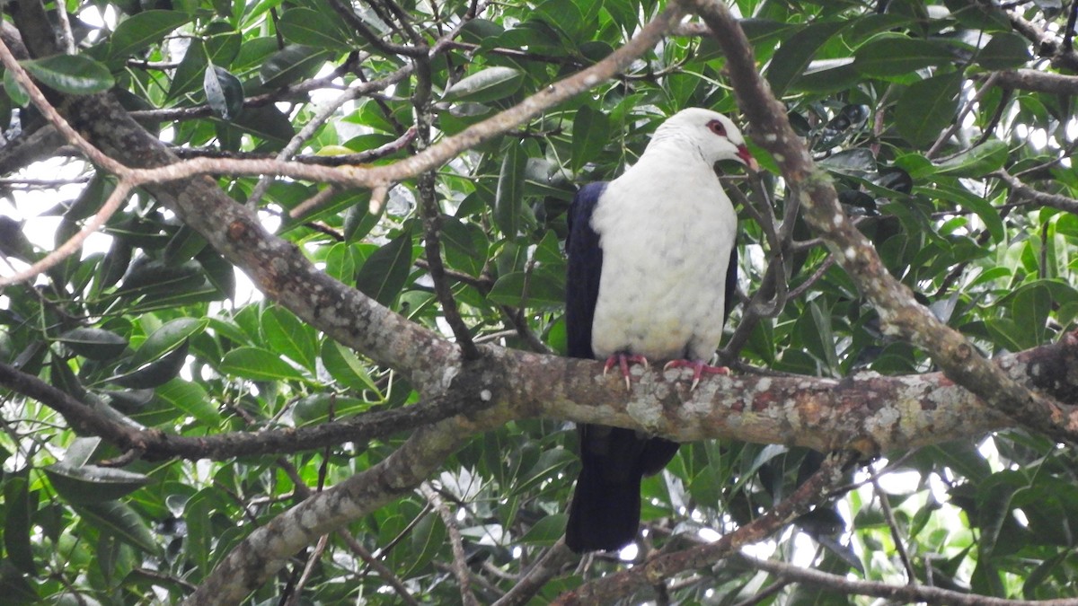 Pigeon leucomèle - ML619267012