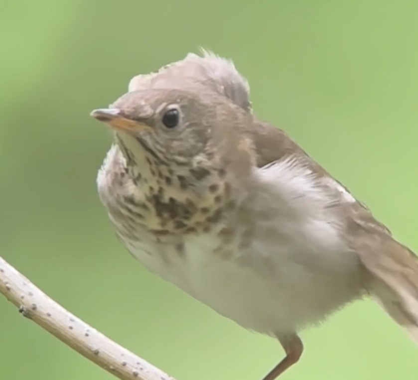 Bicknell's Thrush - ML619267016