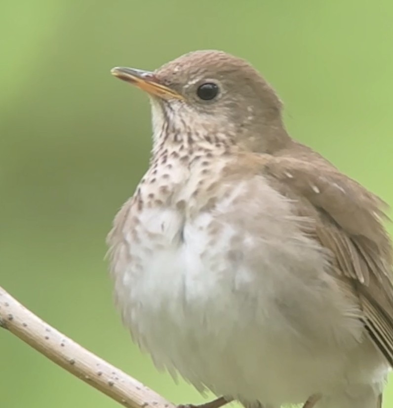 Bicknell's Thrush - ML619267017