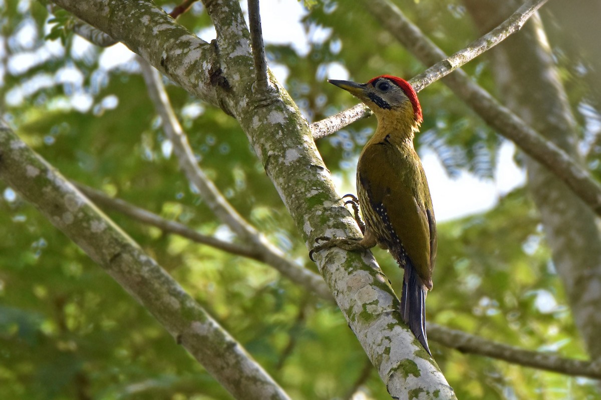 Laced Woodpecker - Phakawat Kittikhunodom