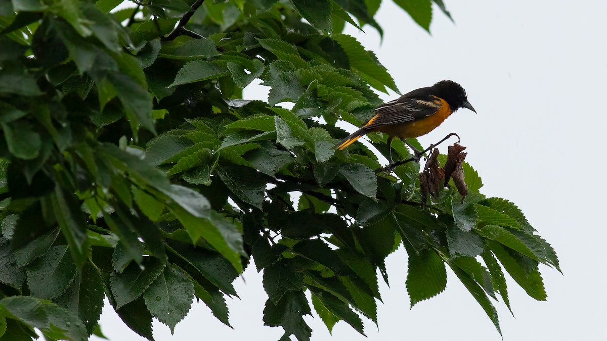 Baltimore Oriole - Todd Kiraly