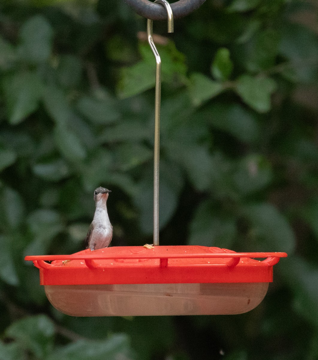 Ruby-throated/Black-chinned Hummingbird - Chuck Gates