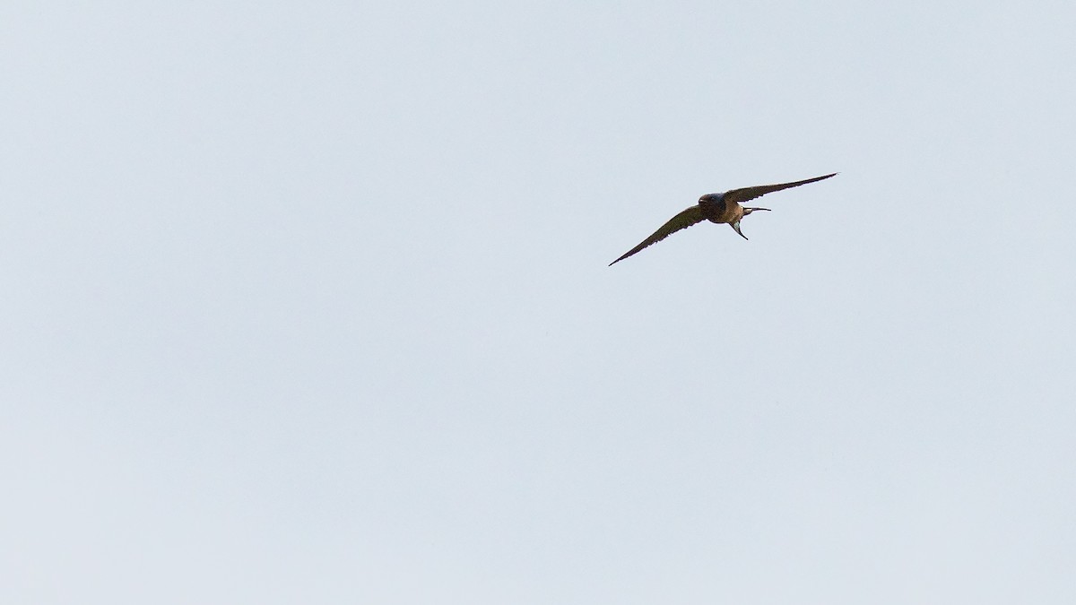 Barn Swallow - Todd Kiraly