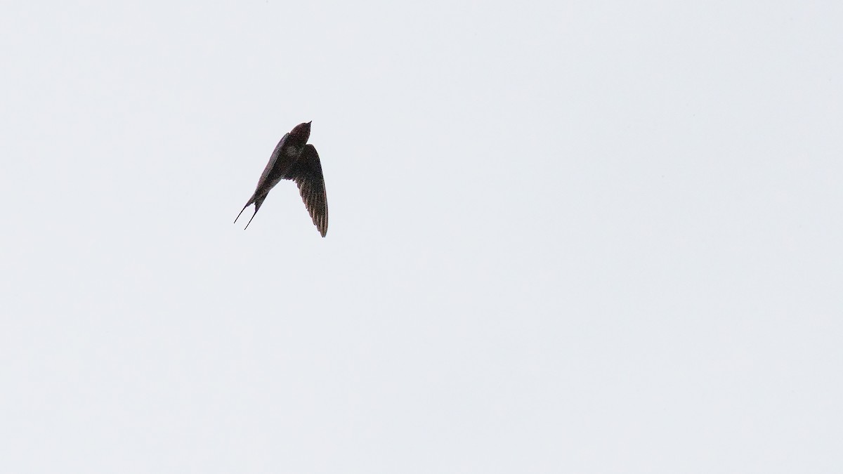 Barn Swallow - Todd Kiraly