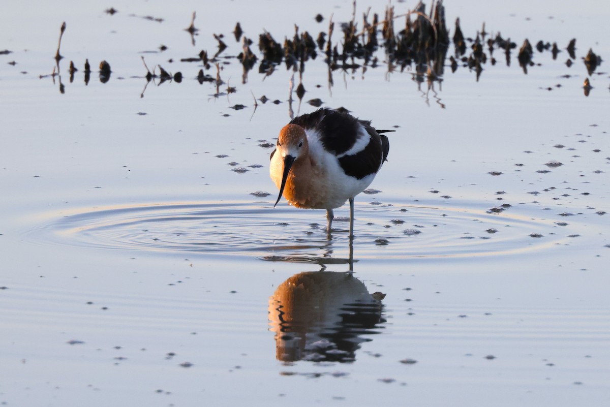 American Avocet - JOEL STEPHENS