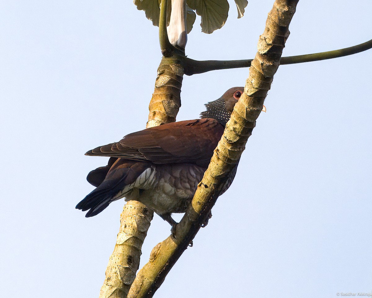 Scaled Pigeon - Sasi Akkiraju