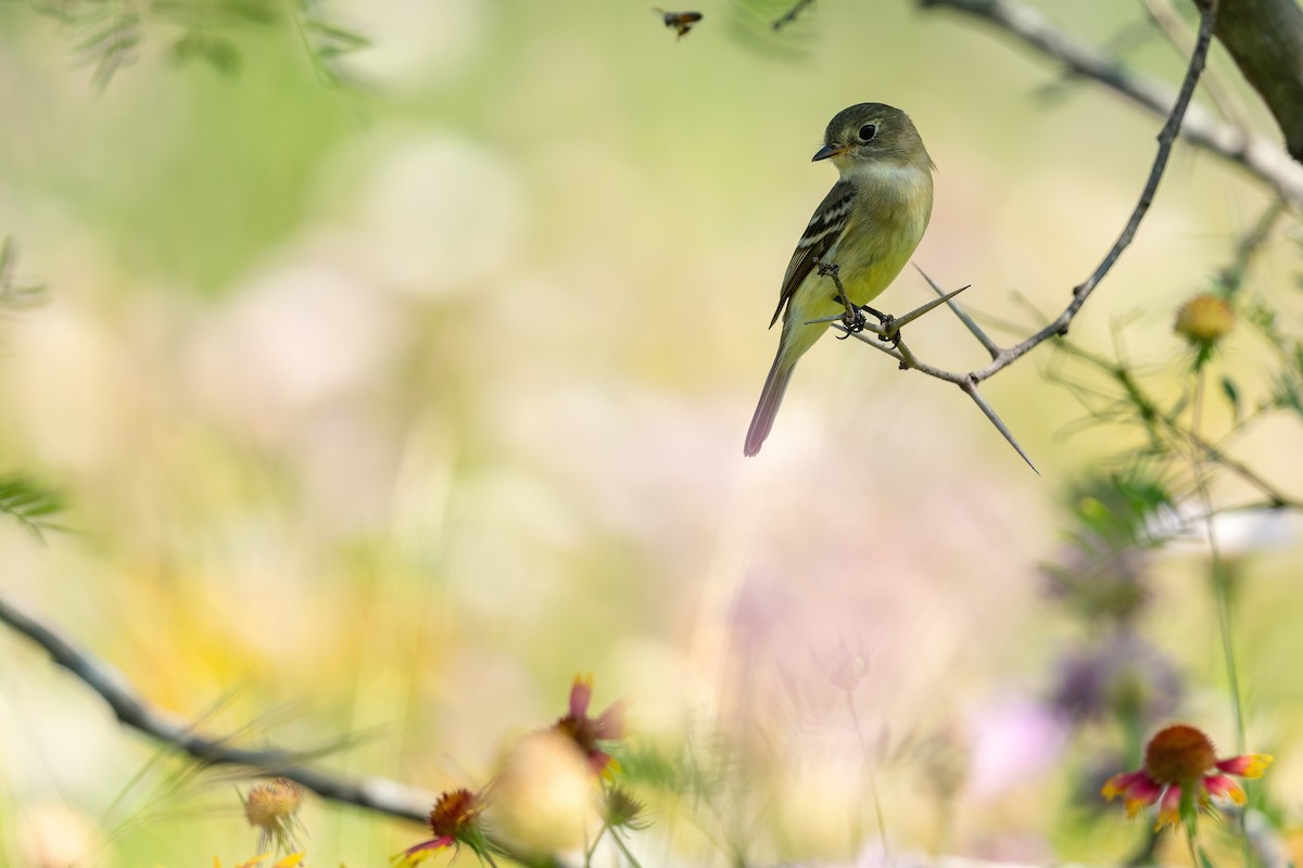 Least Flycatcher - ML619267074