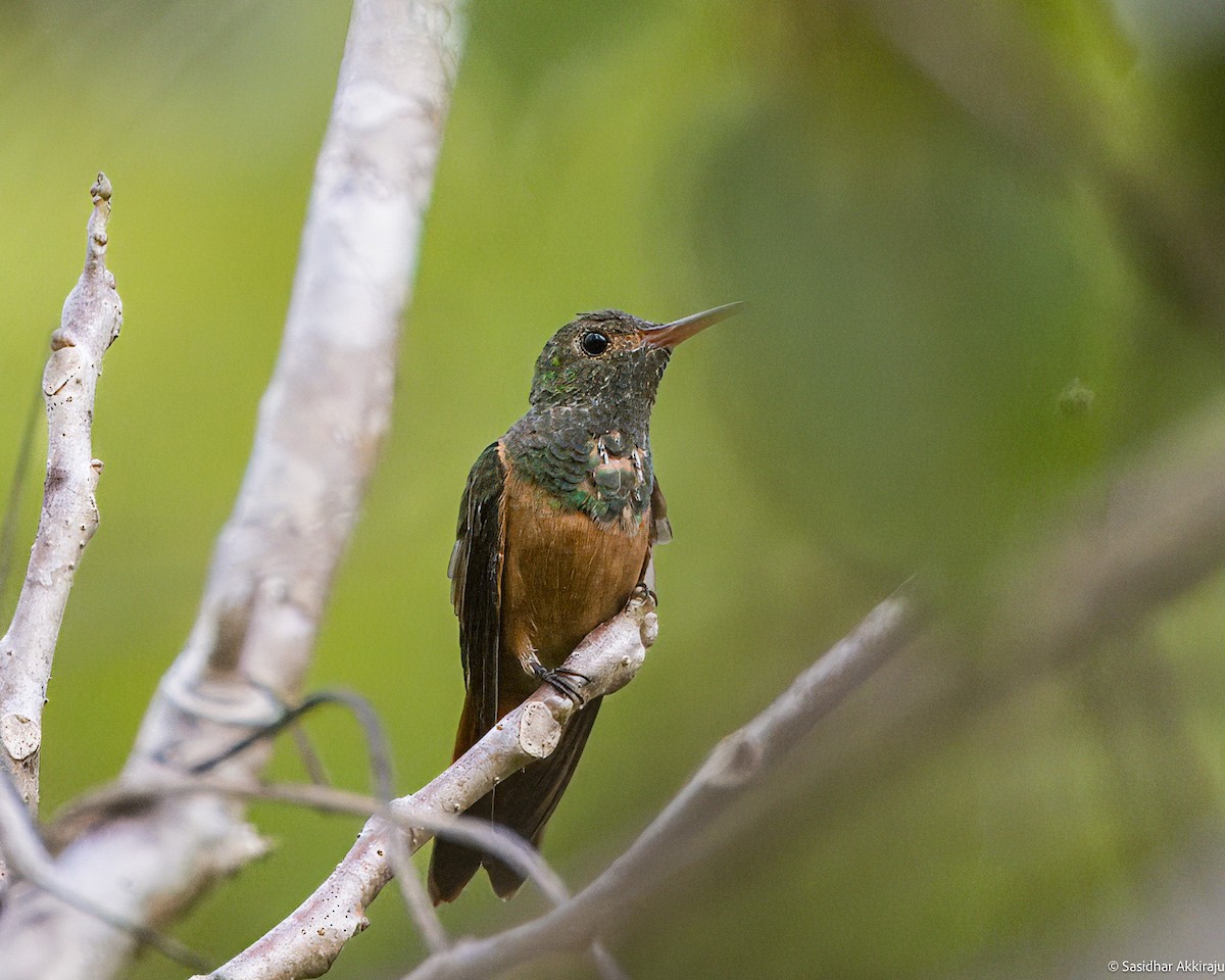 Buff-bellied Hummingbird - Sasi Akkiraju