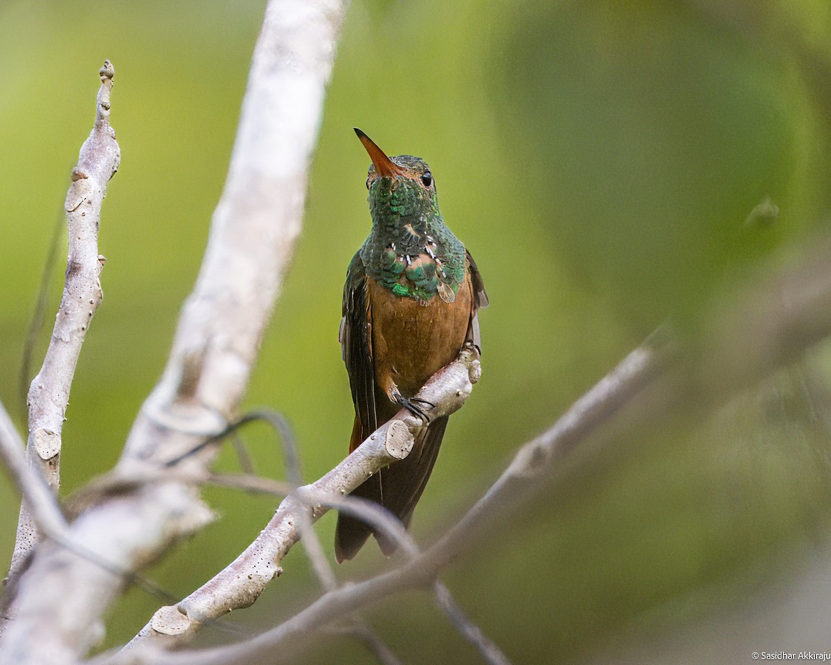 Buff-bellied Hummingbird - Sasi Akkiraju