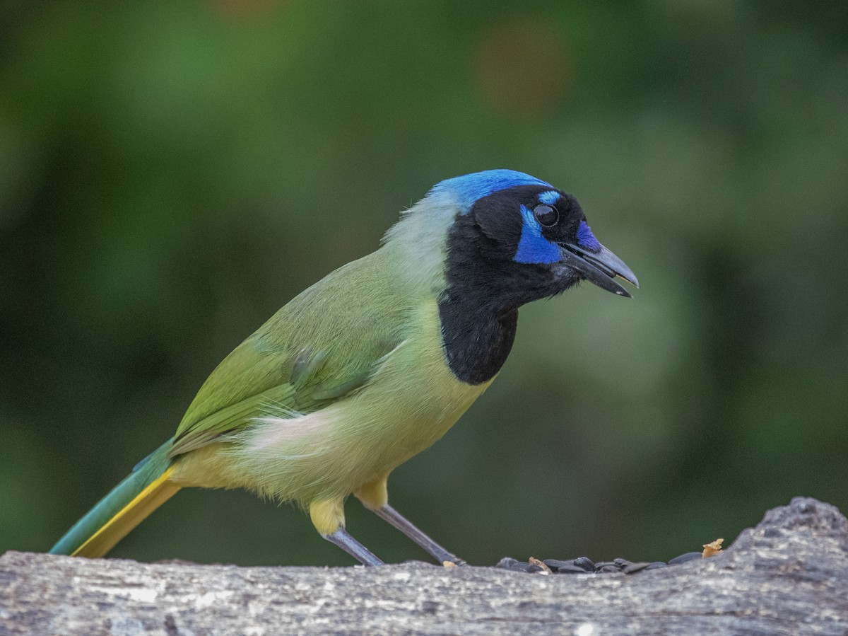 Green Jay - Chuck Gates