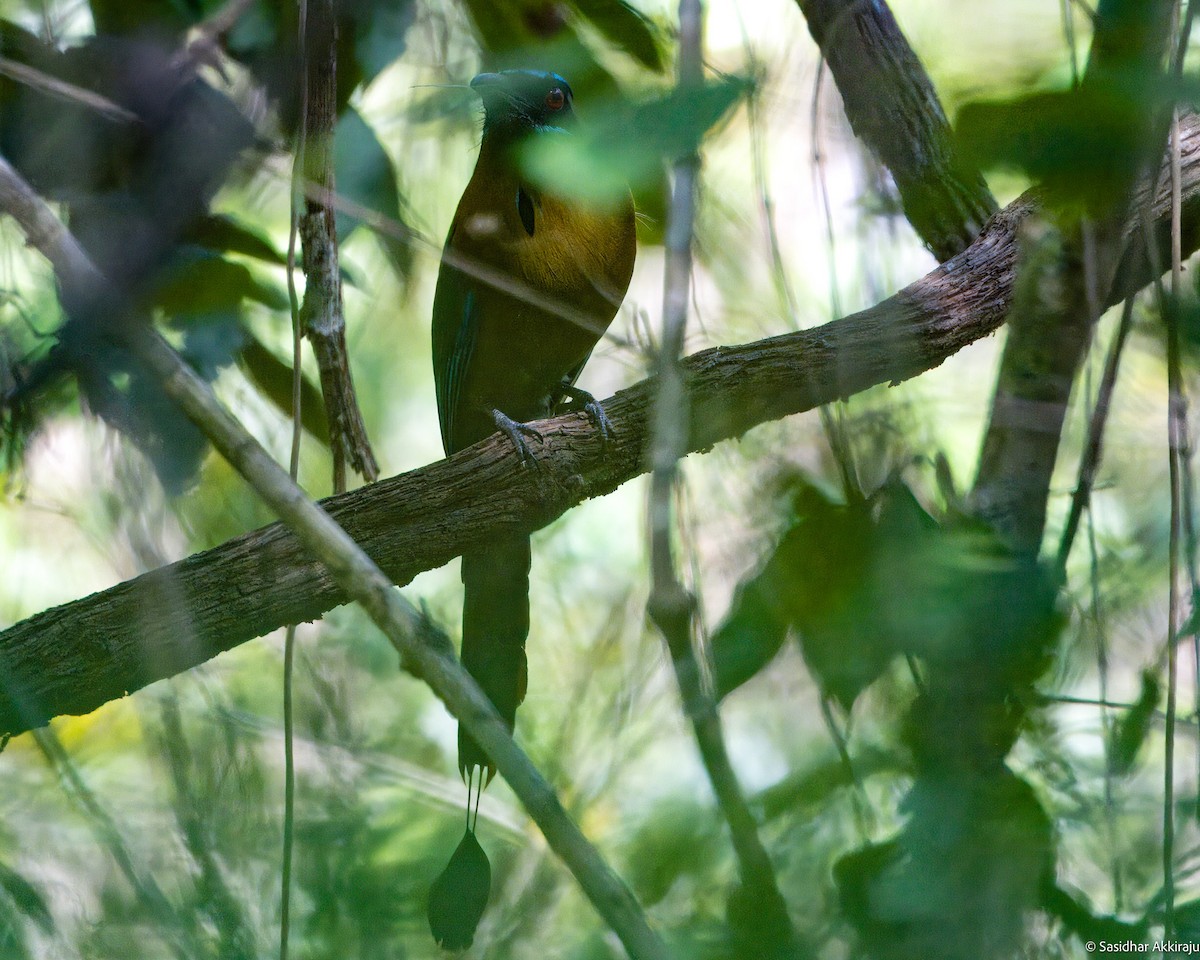 Lesson's Motmot - Sasi Akkiraju