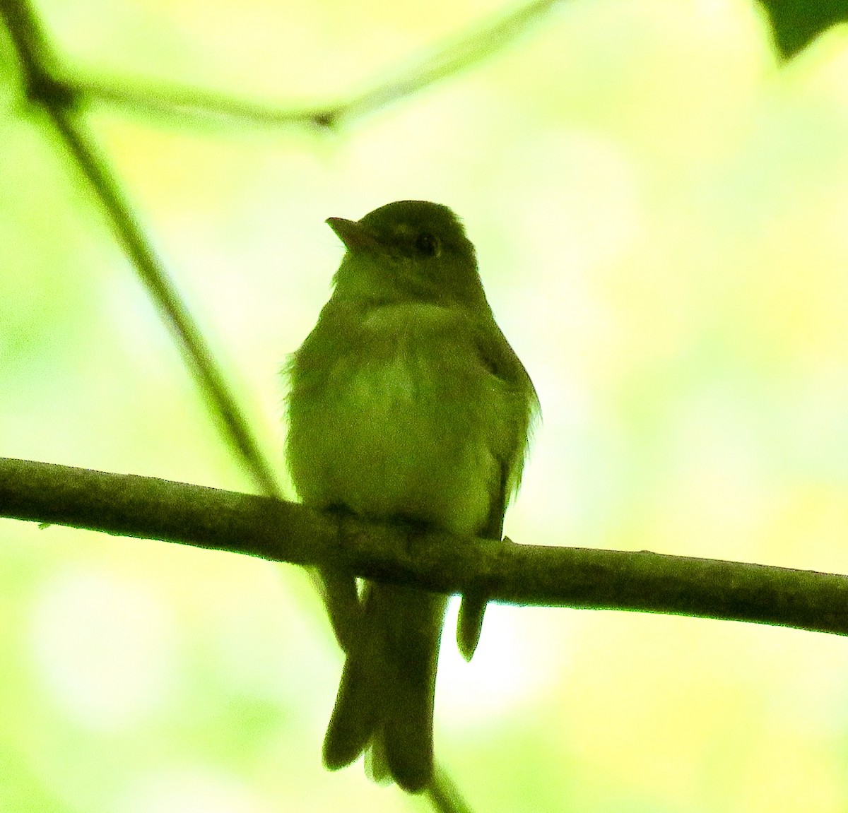 Acadian Flycatcher - Leslie Ferree